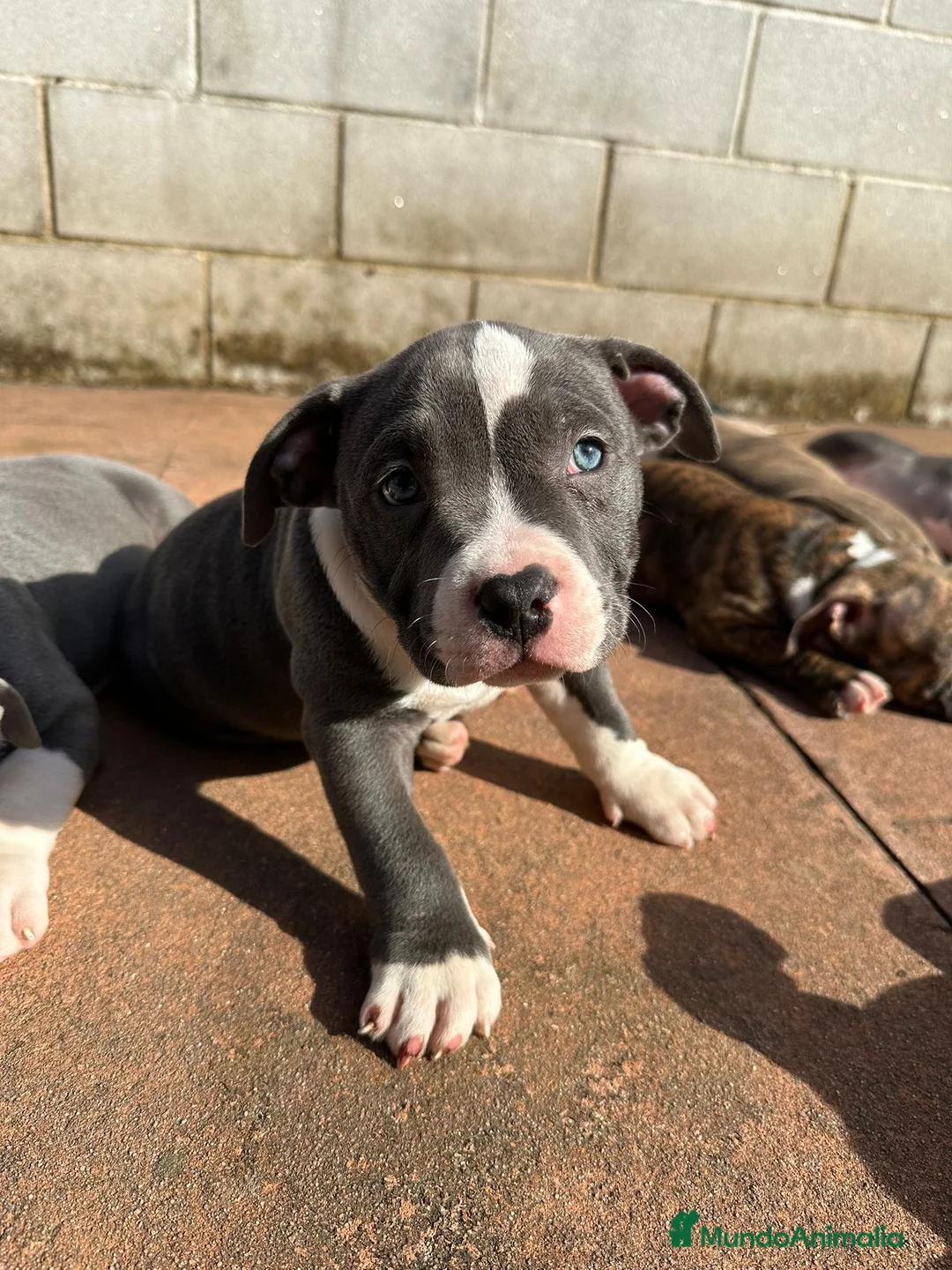 American Bully perros en venta: Cachorros American Bully - Anuncio 12