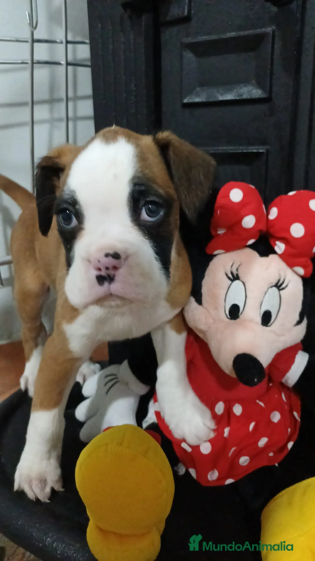 Boxer perros en venta: Bóxer  - Anuncio 3