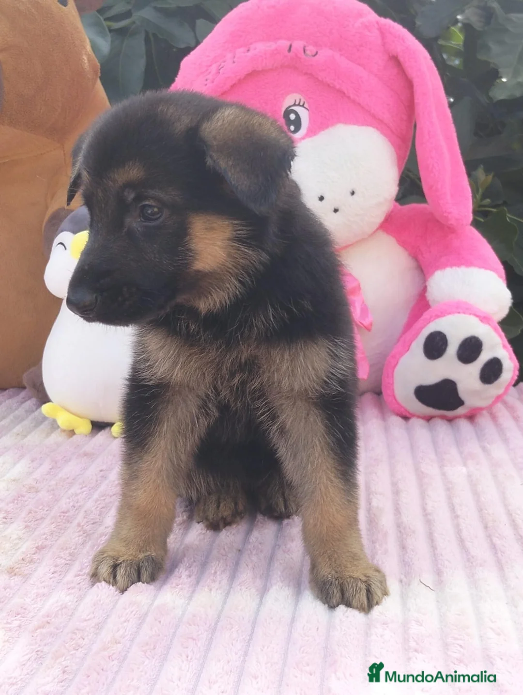 Pastor Alemán perros en venta: Pastor aleman - Anuncio 3