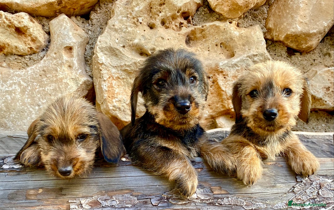 Teckel Miniatura perros en venta: TECKEL KANINCHEN (el más pequeño) MAGNIFICOS - Anuncio 8