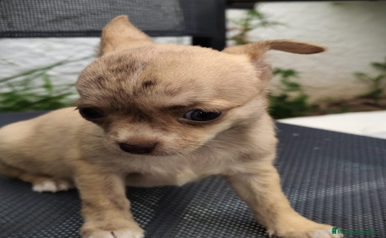 Chihuahua perros - Anuncio 5