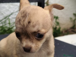 Chihuahua perros - Anuncio 29