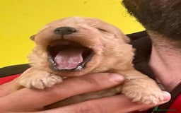 Lakeland Terrier perros en venta: Infórmate sin compromiso  en Navarra - Imagen 2