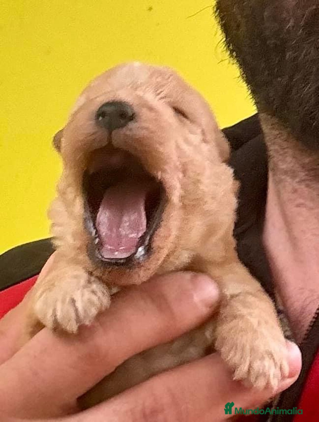 Lakeland Terrier perros en venta: Infórmate sin compromiso  en Navarra - Imagen 2