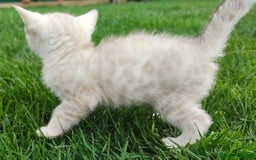Bengalí gatos en venta: Disponibles cachorros de gato Bengalí - Imagen 4