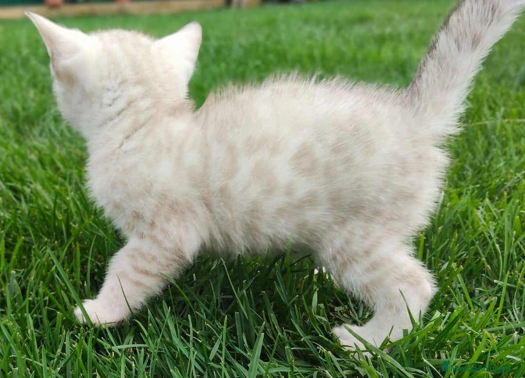Bengalí gatos en venta: Disponibles cachorros de gato Bengalí - Imagen 4