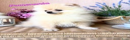 Pomerania perros en venta: Pomerania totalmente vacunado !!!! - Anuncio 2