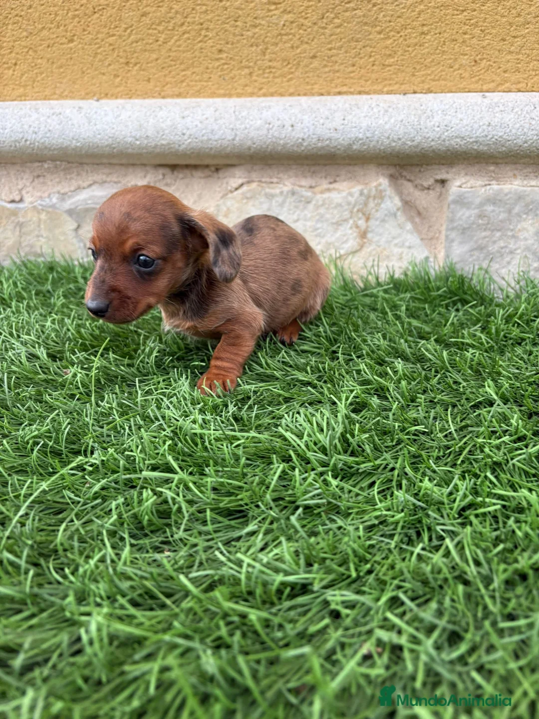 Teckel Miniatura perros en venta: Teckel Kaninchen merle chocolate diluido  - Anuncio 2