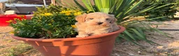 Maltipoo perros en venta: Maltipoo macho infórmate sin compromiso  - Anuncio 4