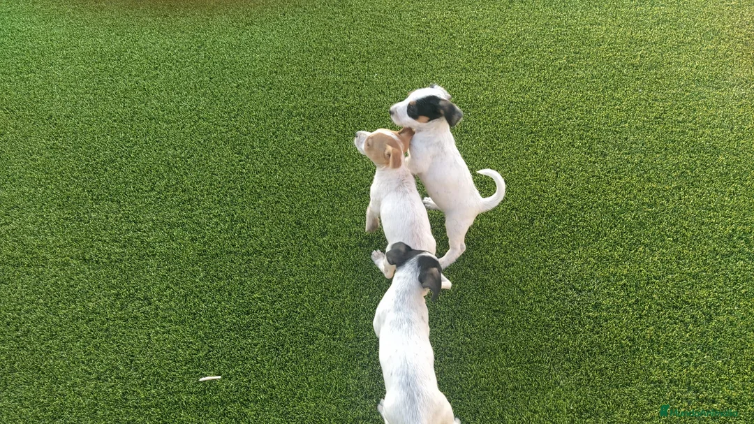 Raza Mixta perros en venta: MESTIZOS - Anuncio 2