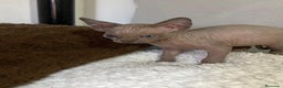 Sphynx gatos en venta: Gatita Sphynx preciosa  - Anuncio 1
