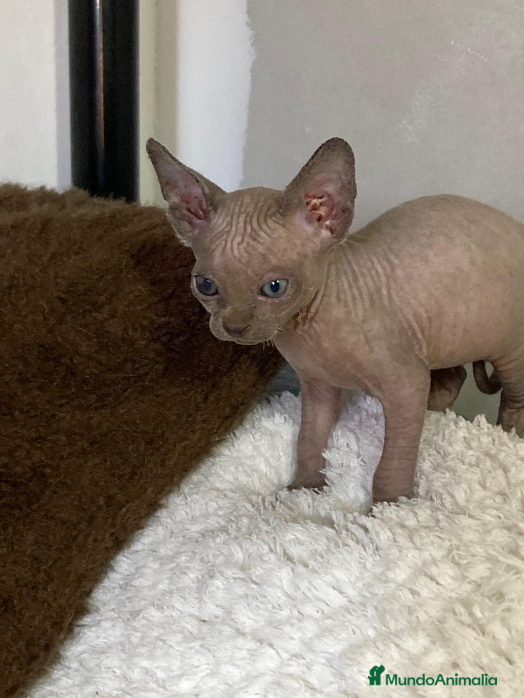 Sphynx gatos en venta: Gatita Sphynx preciosa  - Anuncio 1