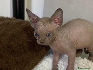 Sphynx gatos Gatita Sphynx preciosa - Anuncio 1