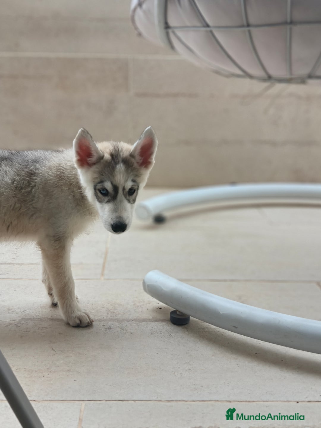 Husky Siberiano perros en venta: Husky siberiano  - Imagen 3