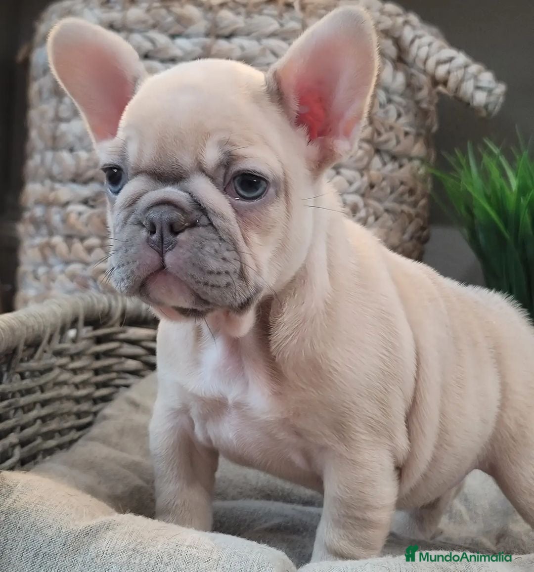 Bulldog Francés perros en venta: Camada bulldog francés blue fawn y lilac fawn  - Imagen 1