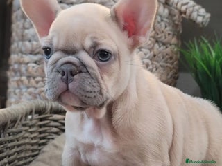 Bulldog Francés perros - Anuncio 8