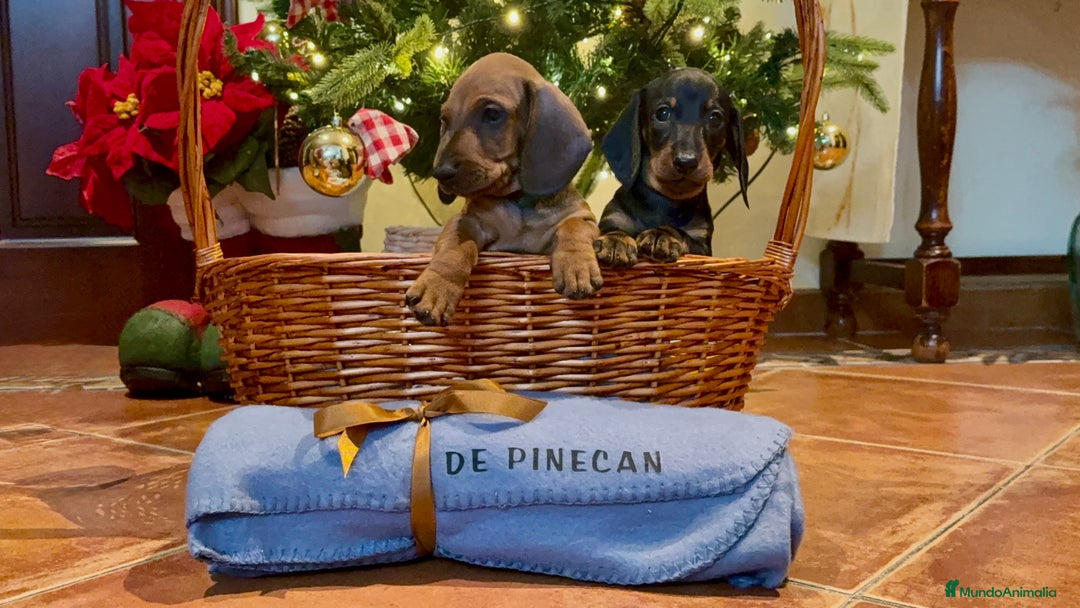 Teckel perros en venta: Cachorros teckel standard pelo corto - Anuncio 1