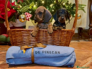 Teckel perros Cachorros teckel standard pelo corto - Anuncio 1