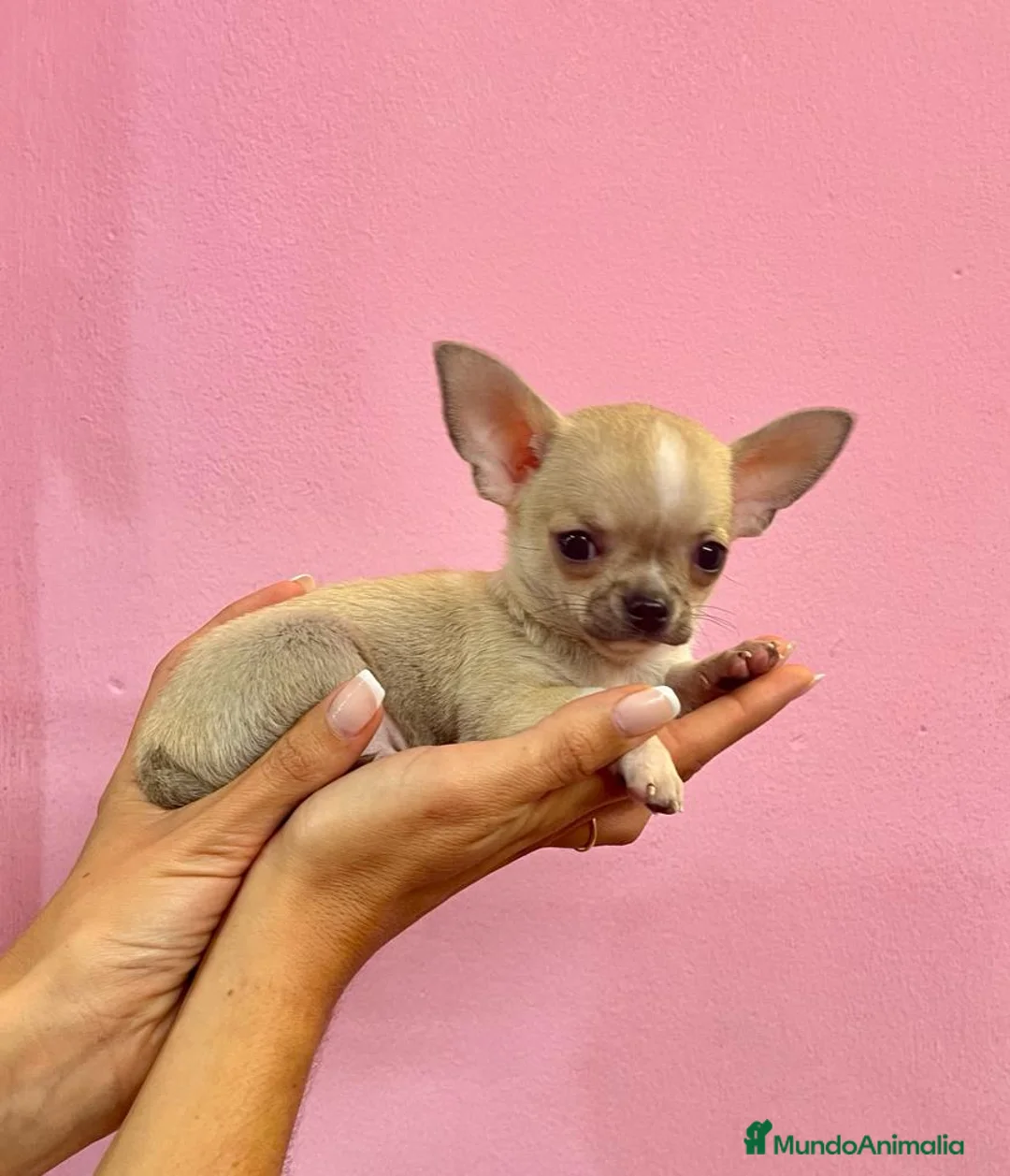Chihuahua perros en venta: Preciosos Chihuahuas toy  en Barcelona - Anuncio 6