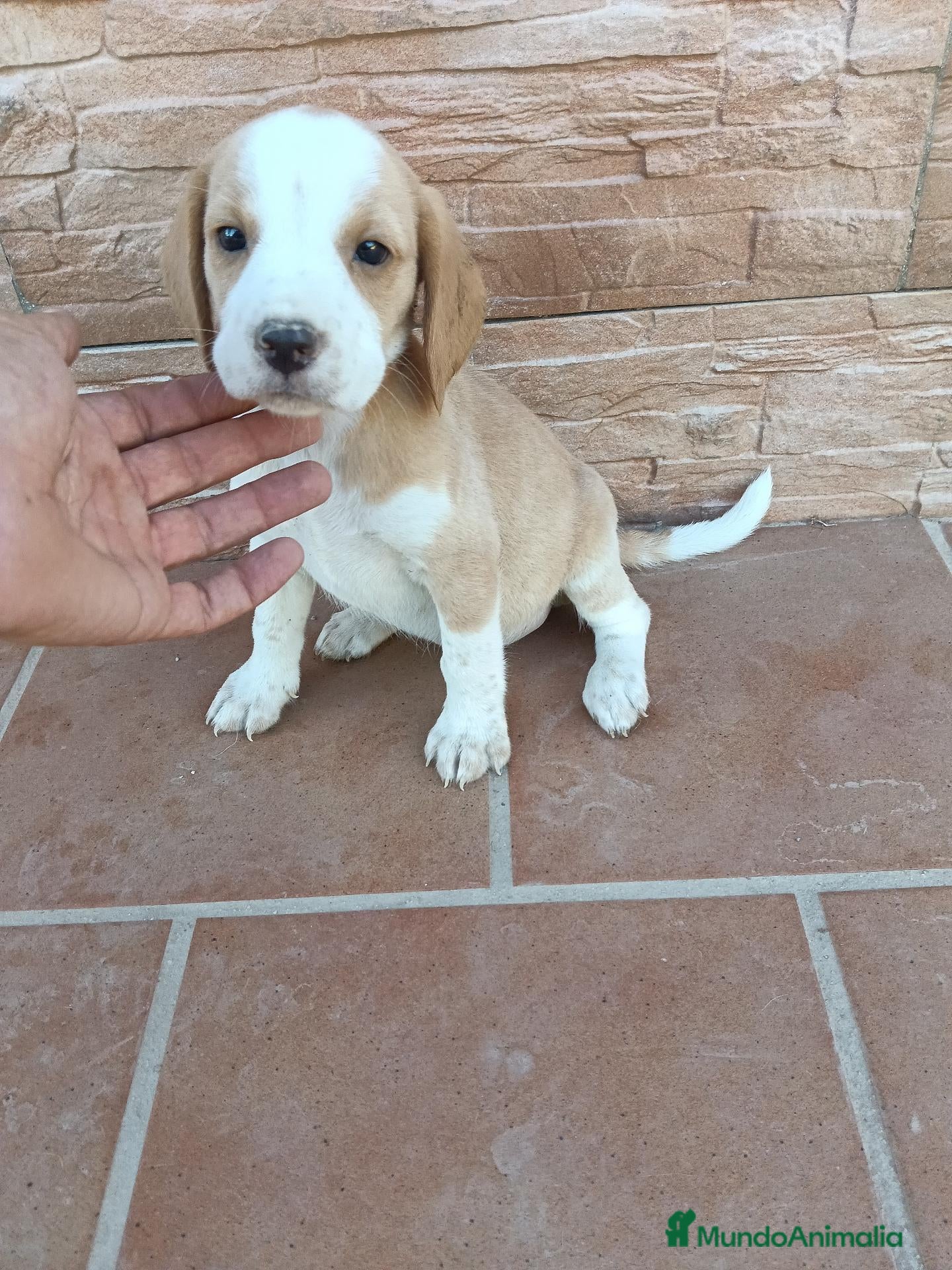 Beagle perros Beagle Bicolor - Anuncio 3