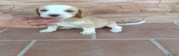 Beagle perros en venta: Beagle Bicolor - Anuncio 1