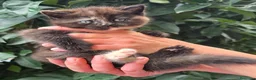 Británico de Pelo Corto gatos en venta: Gatcot.com - Anuncio 5