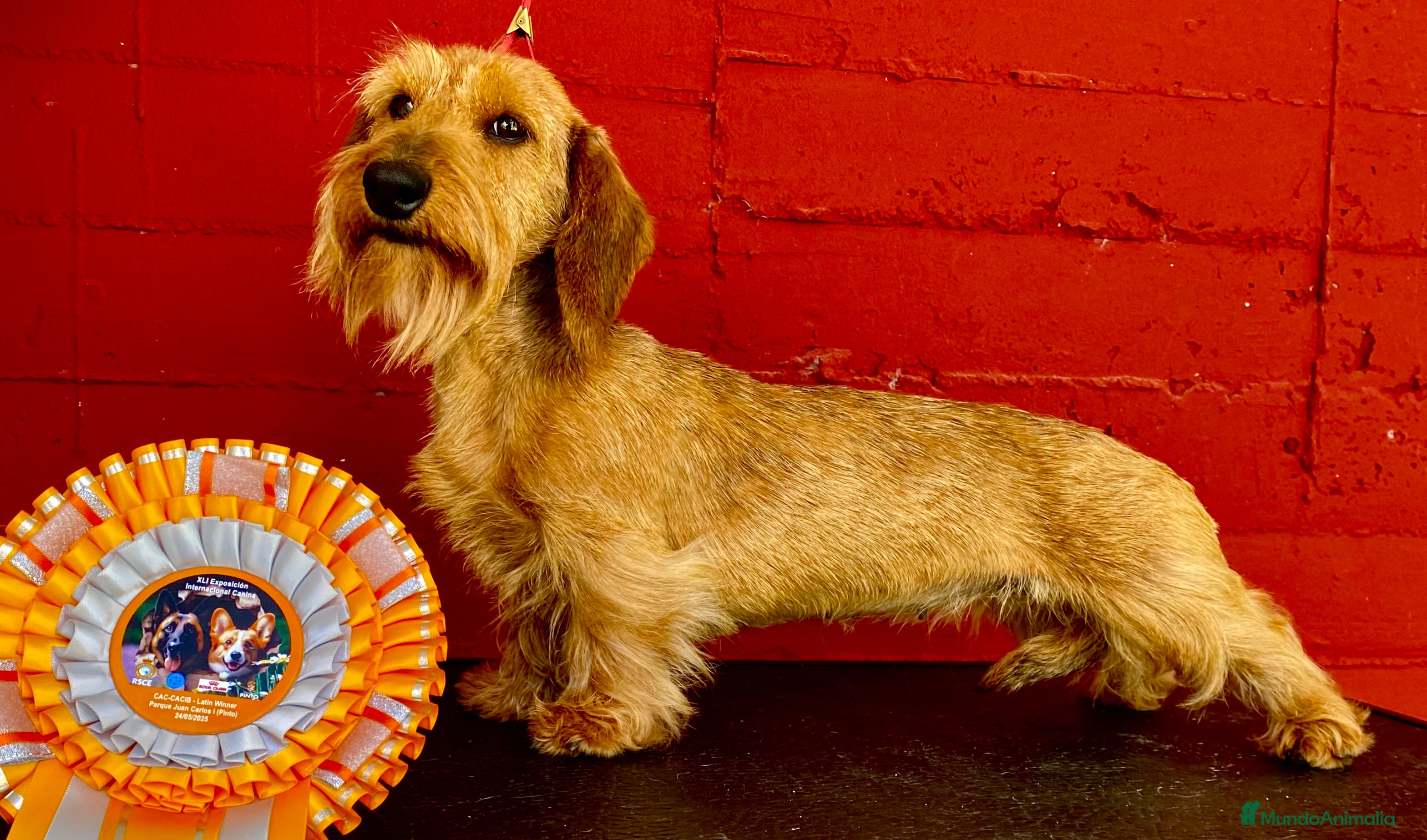 Teckel Miniatura perros TECKEL KANINCHEN (el más pequeño) MAGNIFICOS - Anuncio 1