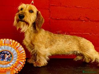 Teckel Miniatura perros TECKEL KANINCHEN (el más pequeño) MAGNIFICOS - Anuncio 1