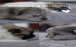 Pomerania perros en venta: 🌌 Prodigy y 🍩 Roscón – Pomerania únicos 🐾 - Imagen 1