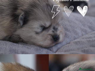 Pomerania perros - Anuncio 25