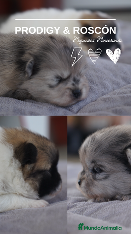 Pomerania perros - Anuncio 10