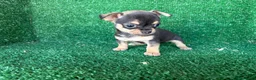 Chihuahua perros en venta: chihuahua - Anuncio 5