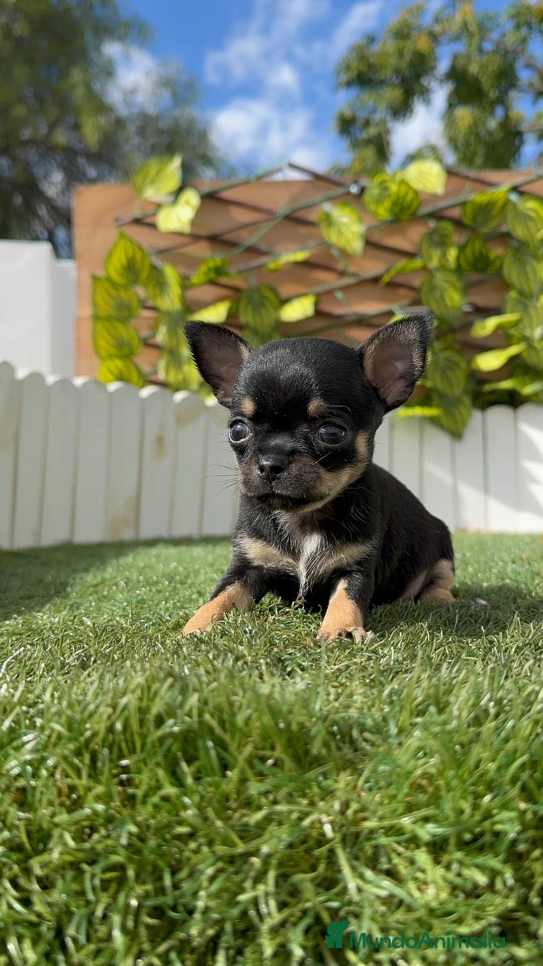 Chihuahua perros en venta: CHIHUAHUA MACHO - Imagen 19
