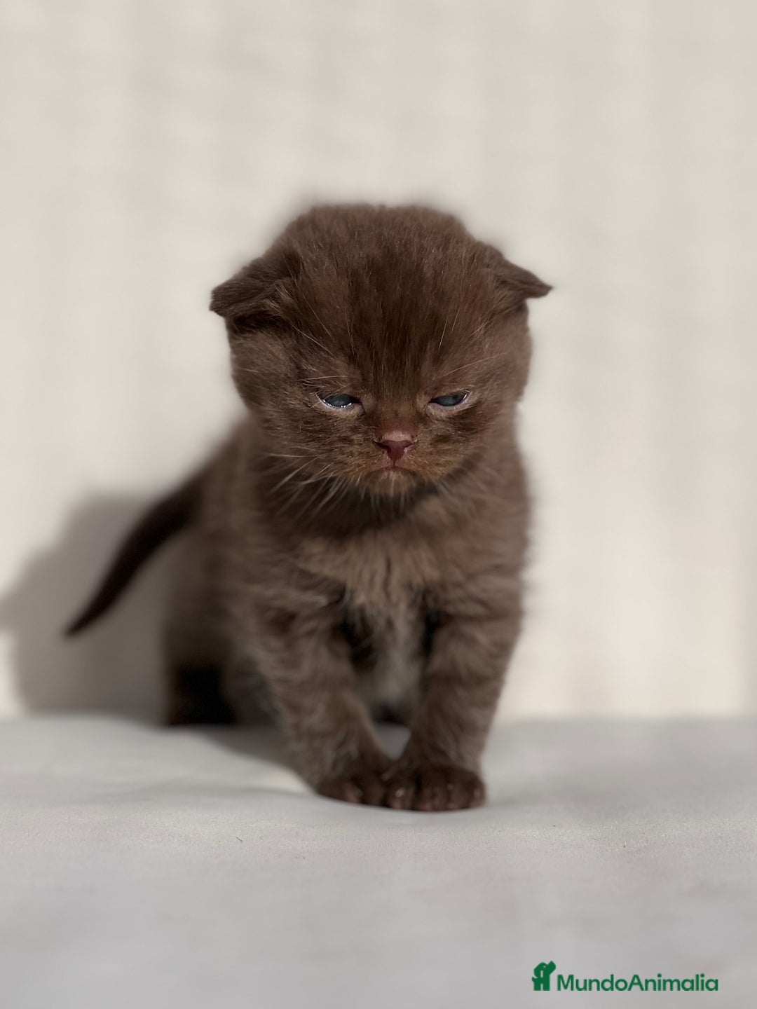 Scottish Fold gatos en venta: ESPECTACULAR SCOTTISH FOLD CHOCOLATE CINNAMON - Anuncio 5