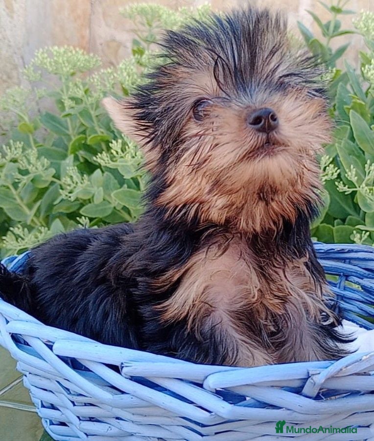 Yorkshire Terrier perros yorkshire  - Anuncio 1