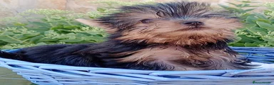 Yorkshire Terrier 1