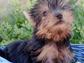 Yorkshire Terrier perros yorkshire - Anuncio 2