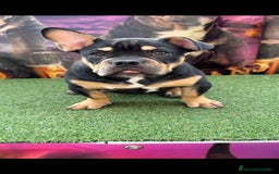 American Bully perros en venta: American Bully  - Imagen 3