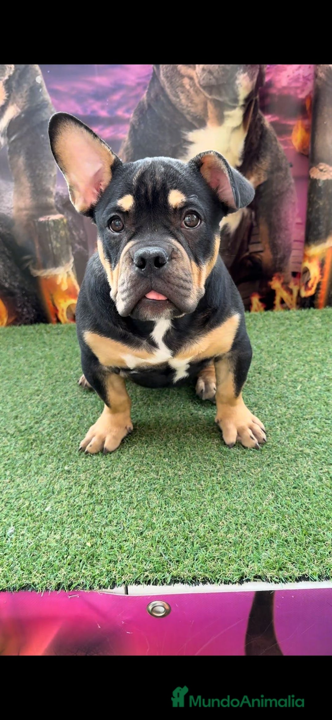 American Bully perros en venta: American Bully  - Imagen 3