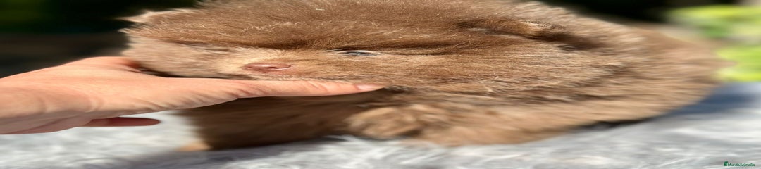 Pomerania Cachorro 1