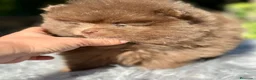 Pomerania perros en venta: Pomerania chocolate cara oso  - Anuncio 6