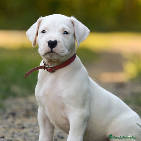 Dogo Argentino perros - Anuncio 2