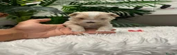 Maltipoo perros en venta: 🎀 MALTIPOO 🎀 - Anuncio 10