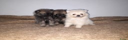Pomerania perros en venta: Pomeranias de Lulú en Badajoz - Anuncio 4