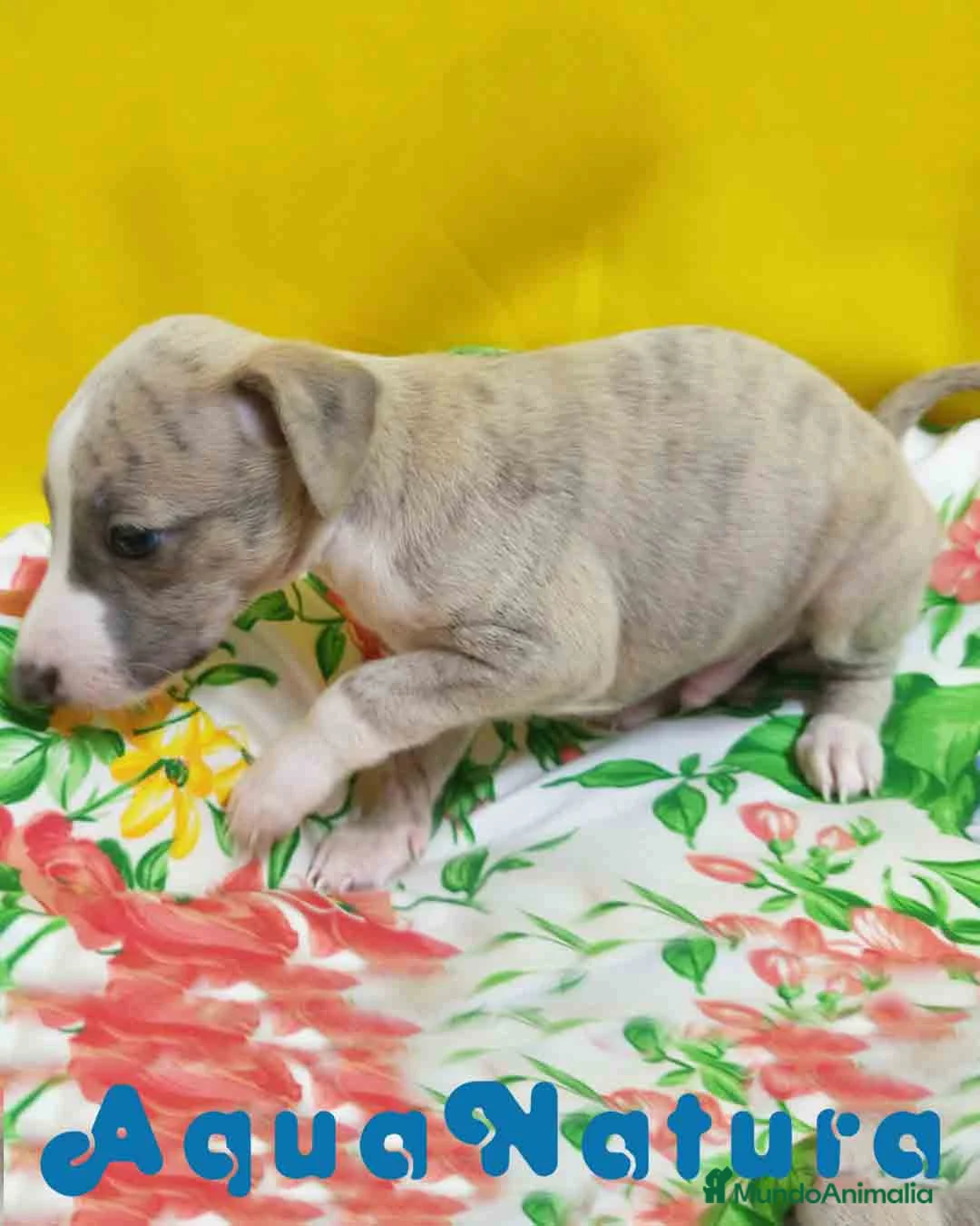 Pequeño Lebrel Italiano perros en venta: Lebrel Italiano Macho 4291 AQUANATURA - Anuncio 9