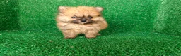 Pomerania perros en venta: Pomerania  - Anuncio 12