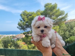 Bichón Maltés perros en Barcelona - Anuncio 25