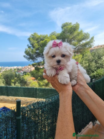 Bichón Maltés perros en Barcelona - Anuncio 14