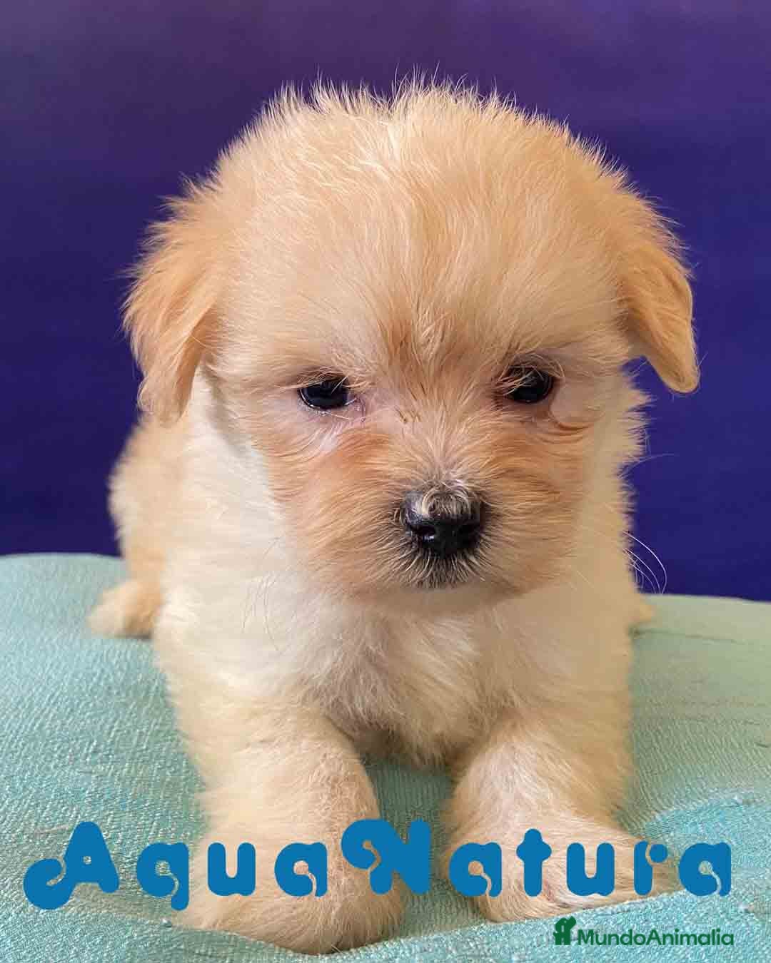 Bichón Habanero perros Bichon Habanero Hembra 6934 de Locaty - AQUANATURA en Barcelona - Anuncio 29