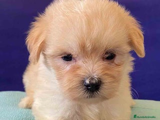 Bichón Habanero perros en Barcelona - Anuncio 6